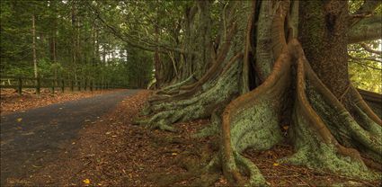 Norfolk Island Banyan - NSW T (PBH4 00 12032)
